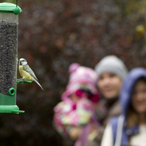 COMPTAGE NATIONAL OISEAUX DES JARDINS